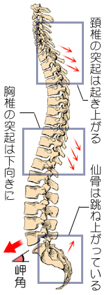背骨の形状と直立姿勢