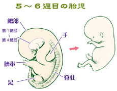 6週目の胎児における神経系の発生