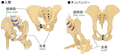 人類とチンパンジーの骨盤の比較